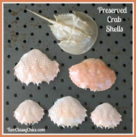 How To Preserve A Horseshoe Crab Shell, Shadow Box Seashell Ideas, Horseshoe Crab Craft, Cockle Shell Crafts, Sea Objects, Cajun Christmas, Beachy Crafts, Octopus Garden, Shell Projects