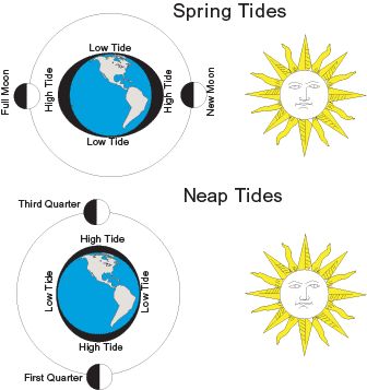 What Causes Tides Worksheet | l3-01springneaptides.gif Science Fair Projects 8th Grade, Moon And Tides, Beach Science, Cycles Of The Moon, 7th Grade Science, Solar Energy Diy, Science Notebook, 8th Grade Science, 6th Grade Science