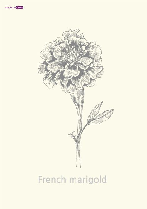 French Marigold Tattoo, French Marigold Flower, Marigold Logo, Marigold Sketch, Marigold Drawing, Marigold Tattoos, Marigold Tattoo, French Marigold, Botanical Study