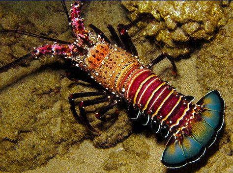 Banded Spiny Lobster by Florent Charpin Lobster Underwater, Spiny Lobster, Cnidaria, Fauna Marina, Life Under The Sea, Beneath The Sea, Beautiful Sea Creatures, Underwater Creatures, Incredible Creatures