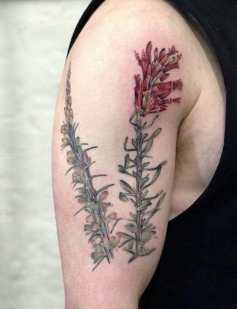 Ocotillo Tattoo, Plant Tattoo, Line Tattoos, Body Tattoos, Maple Leaf Tattoo, Massachusetts, Flower Tattoo, Body Art, Instagram Photos