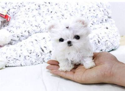 Teacup Maltese Puppies, Micro Teacup Puppies, Maltese Puppies For Sale, White Coats, Morkie Puppies, Cute Teacup Puppies, Teacup Puppies For Sale, Teacup Maltese, Maltese Puppies