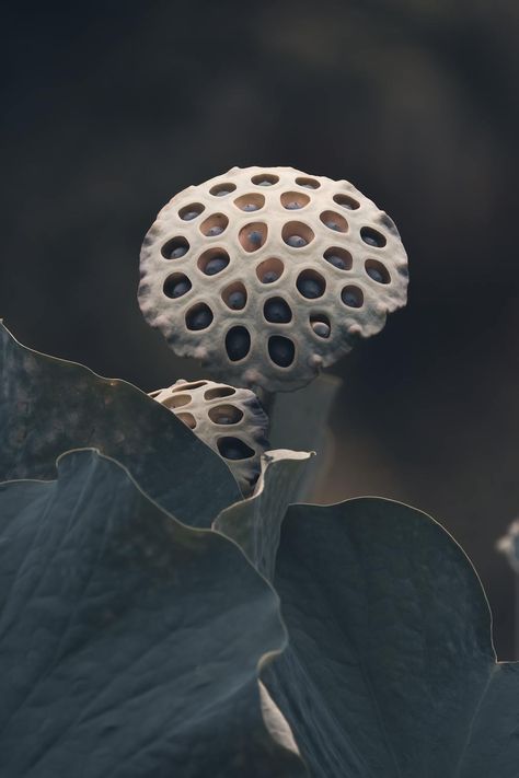 Leaves and Mushrooms · Free Stock Photo Amanita Phalloides, Poisonous Mushrooms, Cloud Night Light, Garden Tattoos, Lotus Seed, Sound Of Rain, Wild Mushrooms, Soothing Sounds, Seed Pods