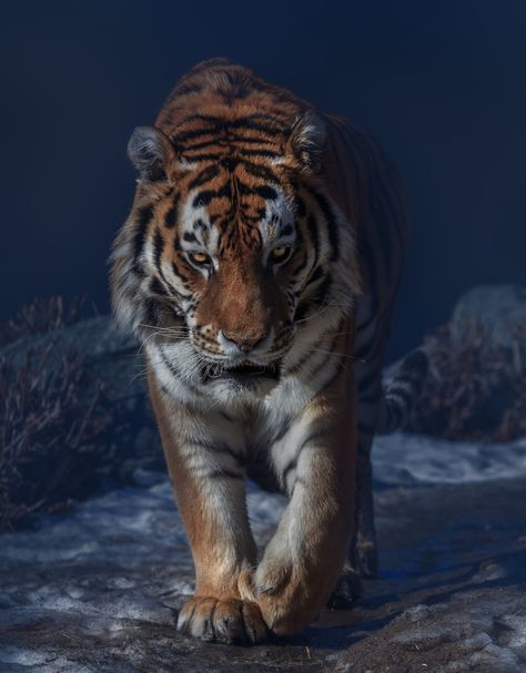 Tiger Pics, Dangerous Creatures, Tiger Photography, Save The Tiger, Amur Tiger, Tiger Artwork, Lion Artwork, Tiger Love, Scary Dogs