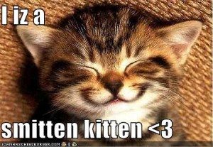 -1 Friday Humor, Kittens Funny, Funny Cat Memes, Happy Cat, Animals Friends, Cat Pics, Happy Friday, Cat Memes, Animal Pictures