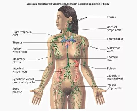 Lymphatic System - Definition, Function, Structure | Biology Dictionary Thoracic Duct, Human Body Structure, Lymph Vessels, Lymph Fluid, Lymph System, Body Structure, Medical Anatomy, Lymph Nodes, Circulatory System