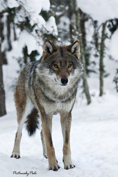 ☀the Determined Wolf by *PictureByPali Eurasian Wolf, Wolf World, Wolf Hybrid, Wolf Photography, Wolf Stuff, Wolf Photos, Wolf Spirit Animal, Wolf Love, Wild Wolf