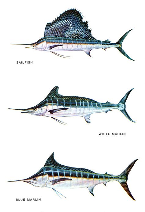 Saltwater Fish Classification Poster Blue by ThePosterProvider Fish Chart, White Marlin, Fish Poster, Ikan Air Tawar, Fauna Marina, Fish Artwork, Poster Blue, Blue Marlin, Saltwater Fish