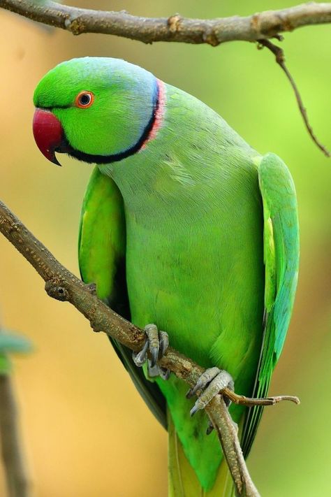 Green Parrot Bird, Parrot Photo, Baby Murugan Paintings, Ringneck Parrot, Flower Images Wallpapers, Parrot Wallpaper, Bird Painting Acrylic, Birds Photography Nature, Social Media Marketer