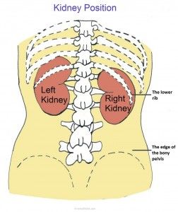 Kidney pain location, causes and symptoms in detail. http://ehealthstar.com/what-does-kidney-pain-feel-like.php Kidney Repair, Kidney Problems Signs, Doogie Howser, Medical Symptoms, Improve Kidney Function, Kidney Pain, Creatinine Levels, Talking Behind Your Back, Improve Nutrition