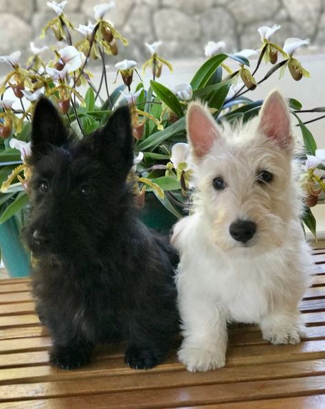 Look how cute these twin Scottie Dogs are! Cute Dog Breeds, Scottie Puppies, Scottish Terrier Puppy, Cool Animals, Super Pictures, Rare Dogs, Puppies Near Me, Scottie Terrier, Scottish Terriers