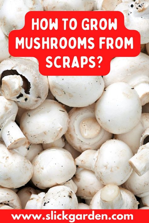 Normally, farmers and gardeners grow mushrooms from spores. But growing mushrooms from spores can take a bit longer than regrowing from ends plus it is hard to locate the spores of mushrooms. You don’t need spores and mycelium on fungi can be used during regrowing store-bought mushrooms. That makes the process of regrowing easier and faster. How To Grow Button Mushrooms At Home, How To Grow Button Mushrooms, Inoculating Mushrooms, Growing Button Mushrooms At Home, Grow Mushrooms From Store Bought, Regrow Mushrooms From Stems, Growing Edible Mushrooms, Button Mushrooms Growing, How To Grow Portabella Mushrooms