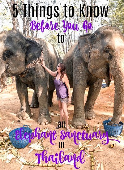 5 Things to Know Before You Go to an Elephant Sanctuary in Thailand | The Crave Traveler | Ever wanted to feed the elephants? Play with the elephants? Hang out with them for the day? Learn how to find the right sanctuary for you and what to take for the day so you don't have to stress about anything other than trying to give all the elephants equal time so no one feels left out! #elephantlove #dontrideelephants Elephant Sanctuary Thailand, Elephants Playing, Feeling Left Out, Elephant Sanctuary, Full Time Travel, Hiking Guide, Elephant Love, Left Out, An Elephant