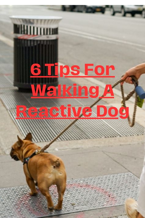 6 Tips For Walking A Reactive Dog Reactive Dogs Tips, Training Reactive Dogs, How To Train A Reactive Dog, Leash Reactive Dog Training, Rescue Dog Training Tips, Dog Reactivity Training, Reactive Dog Training Tips, Reactive Dog Training, Diy Dog Training