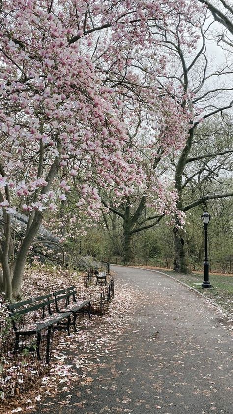 Pretty In The Pines, Wallpaper Edgy, Travel New York, Rainy Street, Spring Scenery, Background Retro, Wallpaper Homescreen, Illustration Wallpaper, Wallpaper Retro