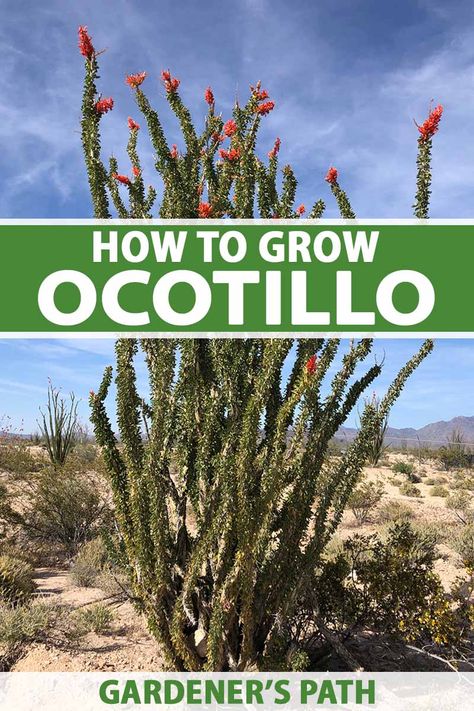 Growing and caring for ocotillo is easy! This stunning desert-dwelling plant is a gorgeous focal point in xeriscaped gardens that adds intrigue to the landscape. Their vibrant flowers attract pollinators that enjoy the nectar, and the tall branches are stunning against blue skies. #ocotillo #xeriscaping #gardenerspath Tall Cactus Plants, Ocotillo Plant, Desert Plants Landscaping, Cactus Garden Design, Desert Landscaping Backyard, Arizona Plants, California Landscaping, Cactus Garden Landscaping, Xeriscape Plants