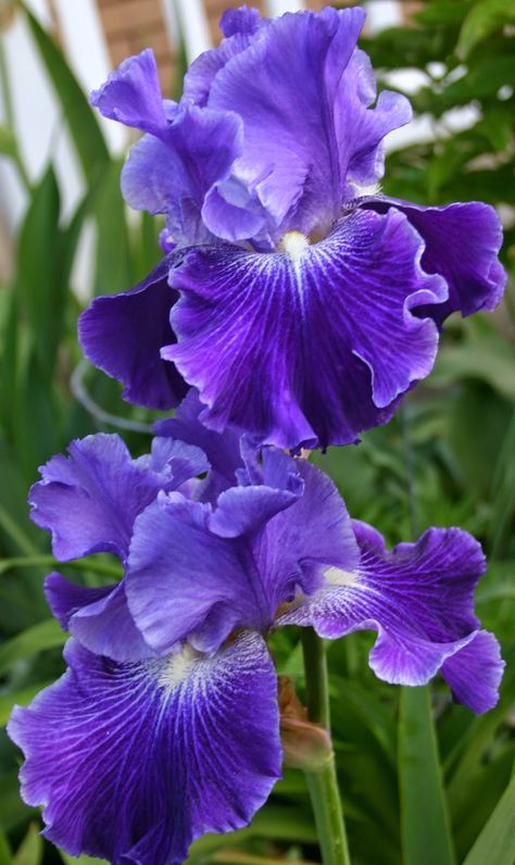 World of Irises: "Talking Irises" THE BLUE IRIS GARDEN -- Planting A Monochromatic Tall Bearded Iris Bed Most Beautiful Flowers In The World Roses, Most Beautiful Flowers In The World, Iris Pictures, Iris Plant, Purple Iris Flowers, Flower Identification, Purple Garden, Blue Iris, Iris Garden