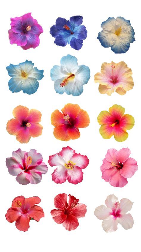 Habisquis Flower, Jamaican Flowers, Hawaiian Flower Drawing, Hibiscus Clip Art, Hibiscus Flower Painting, Tropical Drawing, Blue Plumeria, Hawaii Flowers, Flower Collage