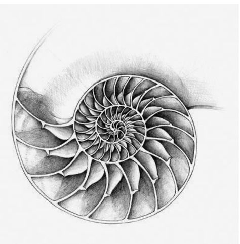 Nautilus Tattoo, Crayon Illustration, Golden Ratio Tattoo, Fibonacci Art, Fibonacci Tattoo, Spiral Tattoos, Shell Drawing, Shell Tattoos, Fibonacci Spiral