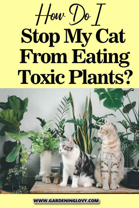 Indoor plants can be an excellent addition to a house as they add a splash of color, a sparkle of interest, and of course, provide oxygen. Unfortunately, if you are a cat owner, you may be unhappy to know that your cats may enjoy the houseplants as much as you do, which does not lead to any good. Read this post to find out how to stop yoour cat from eating toxic plants. Indoor Gardening Supplies, Toxic Plants, Cat Safe Plants, Garden Nook, Cat Plants, Not The Only One, Indoor Gardens, Houseplants Indoor, Cat Garden