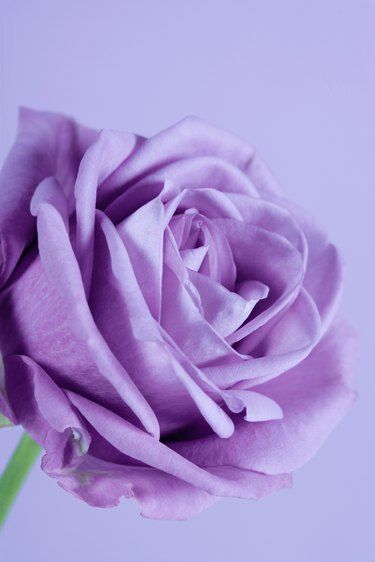 Sterling Roses, Aesthetic Garden, Garden Aesthetic, What Is The Difference Between, Lavender Roses, Ideas Garden, Purple Rose, Garden Inspiration, Garden Ideas