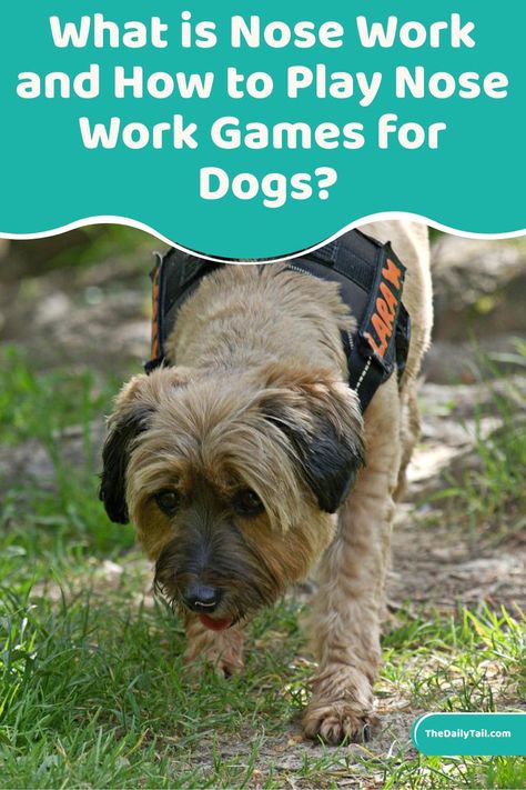 What is Nose Work and How to Play Nose Work Games for Dogs? Games For Dogs, Work Games, Dog Playing, Dog Nose, Nose Work, Dog Info, Dog Tips, Diy Health, Diy Dog