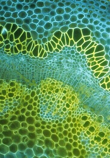 Yellow and blue make green... Weird Inspiration, Microscopic Photography, Realistic Eye Drawing, Micro Photography, Photo Macro, Microscopic Images, The Human Eye, Microscopes, Whatsapp Wallpaper