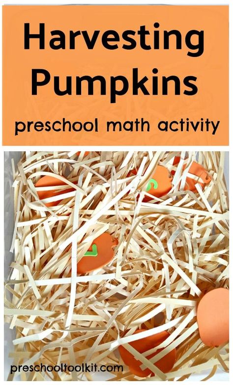 harvesting pumpkins preschool math activity Harvest Week Preschool, Pumpkin Sensory Table, Harvest Lesson Plans For Toddlers, Harvest Preschool Activities, Preschool Harvest Activities, Preschool Harvest Theme, Harvest Sensory Bin, Pumpkin Sensory Bin, Harvest Preschool