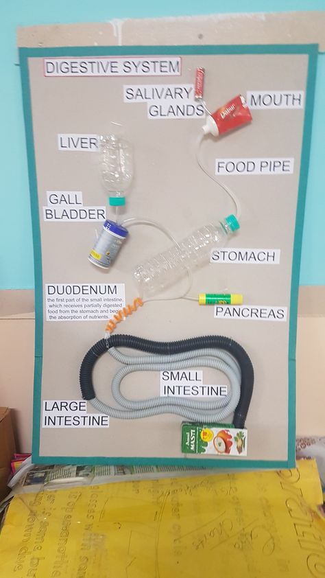 Explanation of the digestive system using waste. Endocrine System Project Model, The Digestive System Project, Digestive System Project Ideas, Human Digestive System Project, Digestive System Project For Kids, Diy Digestive System Model, Working Model Of Digestive System, Digestive System For Kids Project, Human Body Systems Projects Models