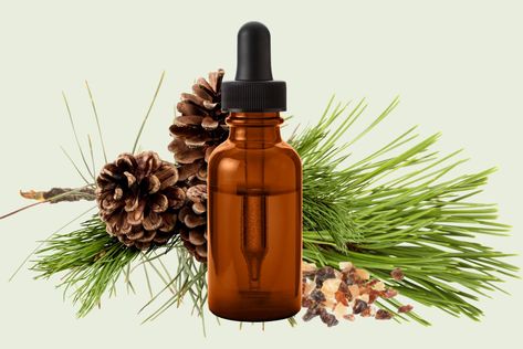 Pine Resin Tincture Recipe and How to Use #pinetree #pineresin #pinetincture #pineresintincture #pineremedies #pinemedicine Tinctures Recipes, Tree Buds, Pine Resin, Loose Leaf Teas, Herbal Tinctures, Herbal Recipes, Herbal Infusion, What To Use, Tree Leaves