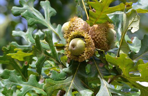 Photo-1-Bur-Oak-Acorns Bur Oak Tree, River Plants, Carp Fishing Tips, Chicken Yard, Environmental Chemistry, Forest Gardens, Permaculture Design Course, Soil Conservation, Burr Oak