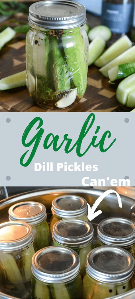 Garlic Dill Pickles Recipe and Canning #Canning #PIckles #GarlicDill #FoodPrep Canning Pickles Recipe, Garlic Pickles, Kosher Pickles, Refrigerator Pickles Dill, Garlic Dill Pickles, Pickled Foods, Dill Pickle Recipe, Ball Canning, Canning Pickles