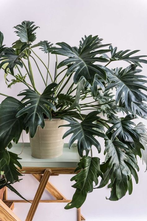 5 plantas para el cuarto de baño | Decoración Philodendron Xanadu, Philodendron Plant, Plants Are Friends, Best Indoor Plants, Interior Plants, House Plants Decor, Low Maintenance Plants, House Plants Indoor, Pretty Plants