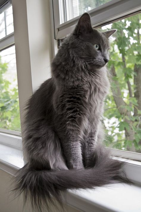 Cat Long Hair, Nebelung Cat, 2025 Manifestation, Nebelung, Grey Cat, Cat Pose, Cute Black Cats, Product Recommendations, Russian Blue