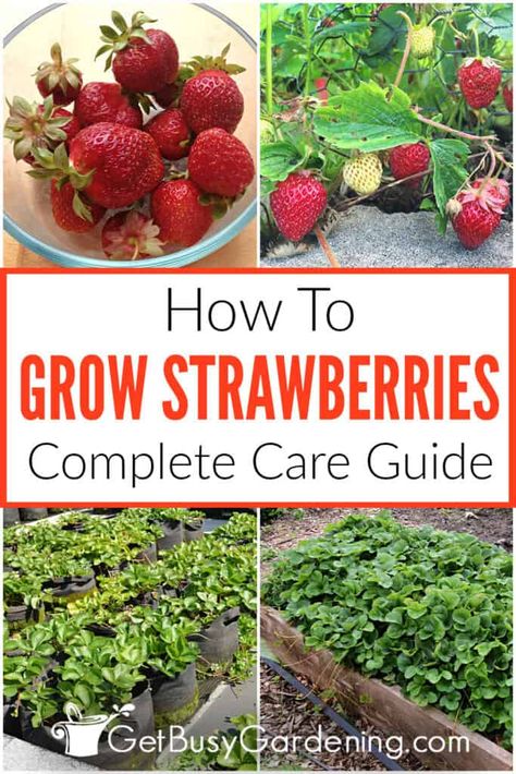 Growing Strawberries - The Complete How To Guide - Get Busy Gardening Strawberry Plant Care, Strawberries In Pots, Strawberries Growing, Growing Strawberries In Containers, How To Grow Strawberries, Strawberries In Containers, Grow Strawberries, Growing Vegetables In Pots, Strawberry Planters