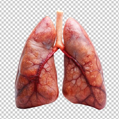 Organ Reference, Lungs Illustration, Anatomy Lungs, Organ Art, Lungs Drawing, Lungs Anatomy, Lung Anatomy, Human Lungs, Digital Decorations