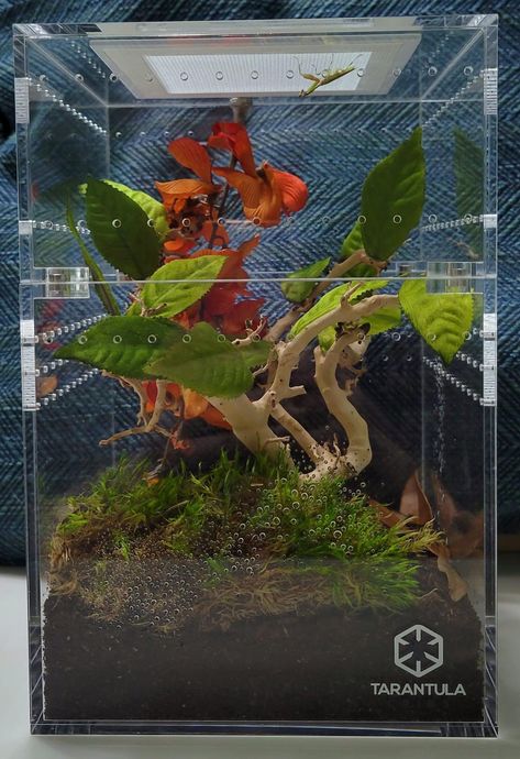 Mantis Enclosure Ideas, Praying Mantis Enclosure Ideas, Praying Mantis Terrarium, Praying Mantis Enclosure, Mantis Terrarium, Pet Mantis, Mantis Enclosure, Pet Enclosures, Terrarium Tank