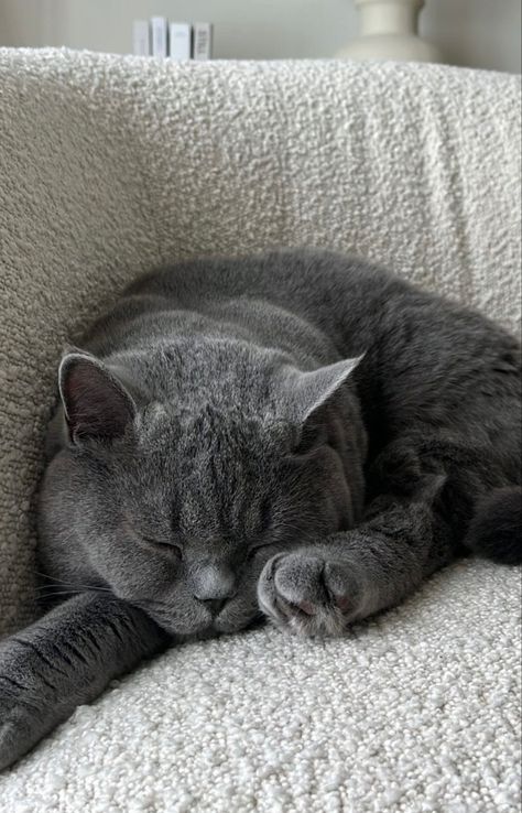 Grey Cat Aesthetic, Burmese Kittens, British Blue Cat, Chartreux Cat, Gray Cat, British Shorthair Cats, Grey Cat, Ragdoll Kitten, Cat Stories