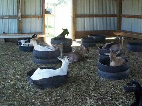 Goat beds Goat Obstacles, Goat Yard, Goat Keeping, Goat Playground, Miniature Goats, Goat Toys, Goat Shed, Animal Enrichment, Livestock Shelter