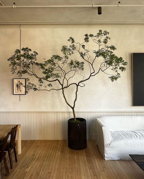 Field Studies Flora | Branches, tulips and calas for @colinking forever!! Colin is not only a favorite collaborator and constant source of inspiration but a… | Instagram Pieris Japonica, Wabi Sabi Interior, Indoor Tree, Living Room Plants, Branch Decor, Book Launch, Nyc Apartment, Interior Inspo, Source Of Inspiration