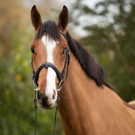 Blue Eyed Horse, Horse Close Up, Blue Horse Aesthetic, Horse Eye Painting, Horses Eyes, Horse With Blue Eyes, Lottery Winning, Cheval Pie, Farm Dream