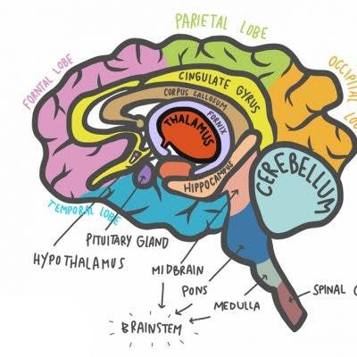 Stroke Recovery Timeline: How Long Does It Take to Recover? Human Brain Anatomy, Occipital Lobe, Vision Therapy, Brain Anatomy, Brain Stem, Eye Exercises, Vision Problems, Sensory Issues, Activities For Adults