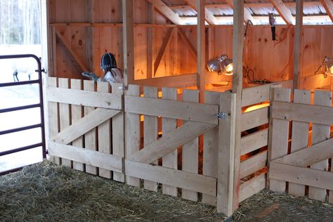 6a00d8341c4ea853ef01a73d9fe6af970d-pi (1000×667) Kidding Stalls For Goats, Kidding Pens For Goats, Indoor Goat Pen Ideas, Goat Birthing Pen, Lamb Pen Ideas, Goat Kidding Pen Ideas, Goat Stalls In Barn, Lambing Pens, Goat Pens