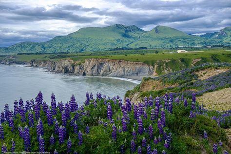 Kodiak Brown Bear, Kodiak Alaska, Kodiak Island, Native Culture, Alaska Adventures, Brown Bears, Wilderness Lodge, Kayak Tours, Local Brewery