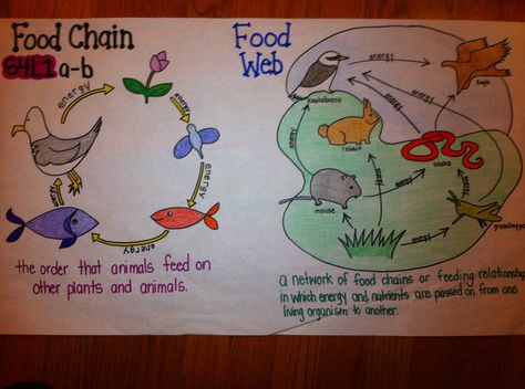 Food chain food web comparison Ecosystem Anchor Chart, Food Webs Anchor Chart, Producers And Consumers Anchor Chart, Food Chain Anchor Chart 1st Grade, Science Food Chains, Fourth Grade Science, Science Anchor Charts, 7th Grade Science, 8th Grade Science