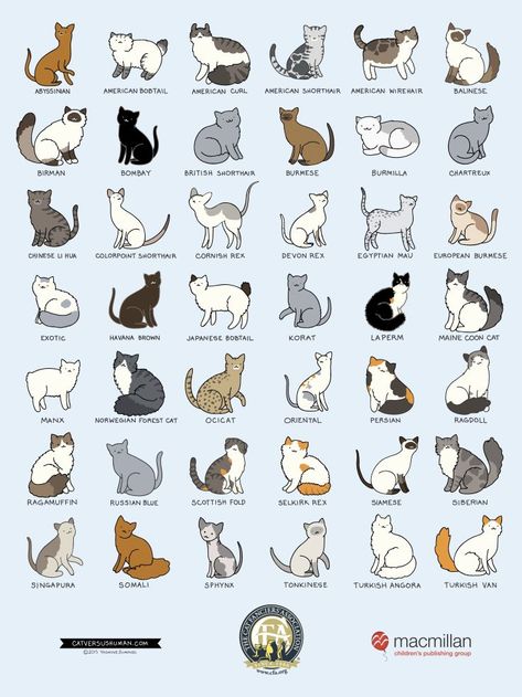 THE CATS BREEDS Dog Breeds Chart, Cat Breeds Chart, American Bobtail, Ocicat, Cat Language, Types Of Cats, 강아지 그림, Cats Breeds, Cat Behavior