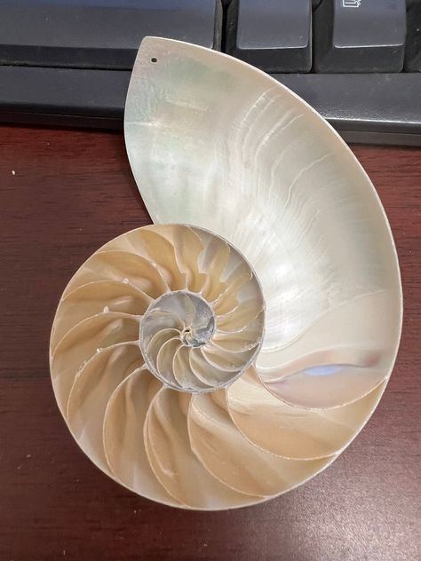 This is a nice sliced nautilus shell. You will get what you see.  There is a 1 mm hole on the top. Chambered Nautilus, House Deco, Clay Diy Projects, Nautilus Shell, White Polish, Ink Ideas, Nautilus, Art Stuff, Drawing Inspiration