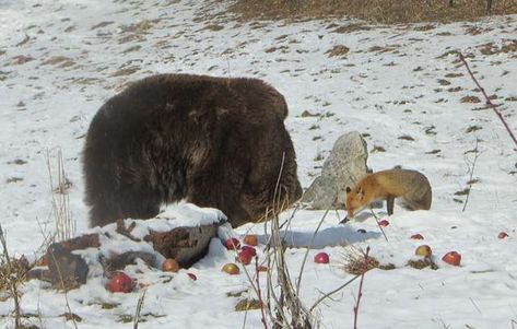 Rescued Bears Always Share Their Apple Treats With Wild Fox Friend / https://www.thedodo.com/in-the-wild/fox-visits-rescued-bears-at-Bulgarian-sanctuary Fox And Bear, Apple Treats, Apple Treat, Dancing Bears, Animal Protection, Fruit Snacks, Brown Bear, Animal Gifs, Fresh Fruit