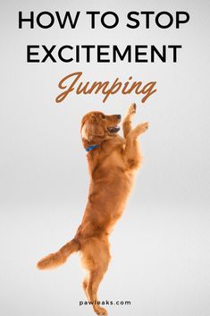 Jumping Dog, Dog Jumping, Excited Dog, Dog Behavior Training, Dog Behavior Problems, Dog Training Advice, Dog Brain, Puppy Training Tips, Dog Training Techniques