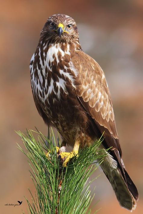 Common Buzzard, Disney Garden, Out On A Limb, Animal Reference, Buzzard, Extinct Animals, Birds Of Prey, Bald Eagle, Animals Beautiful